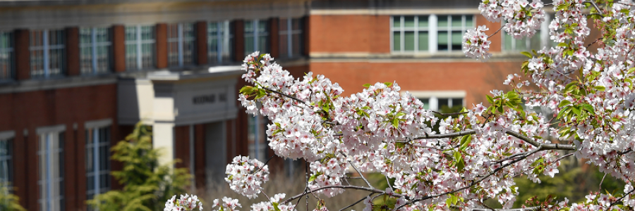 Spring campus photo
